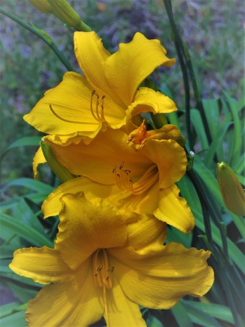 flowers yellow garden