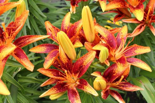 flowers day lilies flowering plants