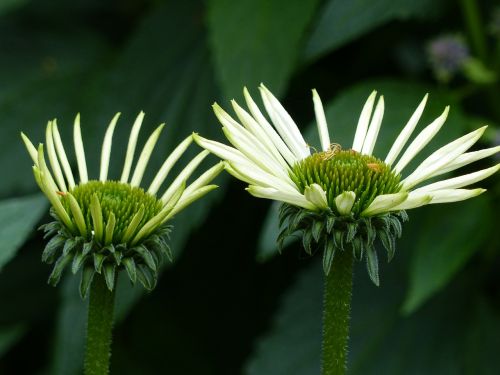 flowers greenery summer