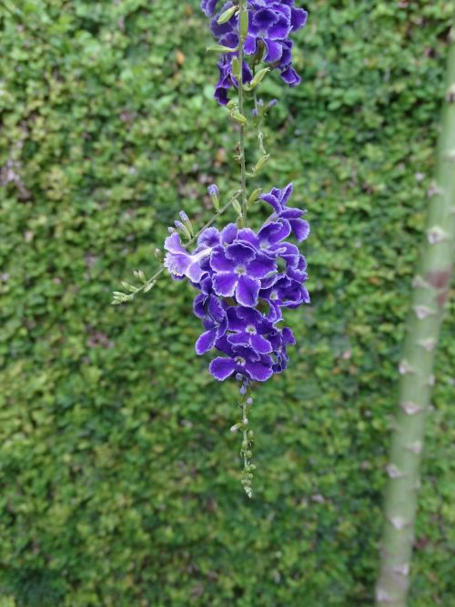 flowers nature plants