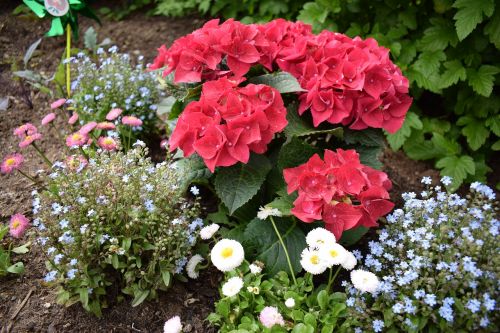 flowers flower bed garden