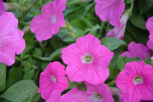 flowers petunia pink flowers