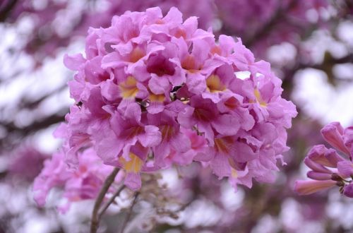 flowers ipê purple