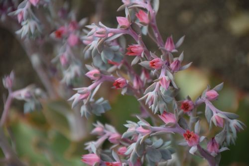 flowers garden beautiful