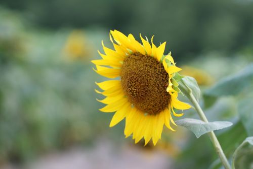 flowers sunflower yellow