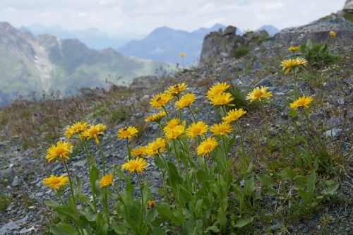 flowers mountains nature