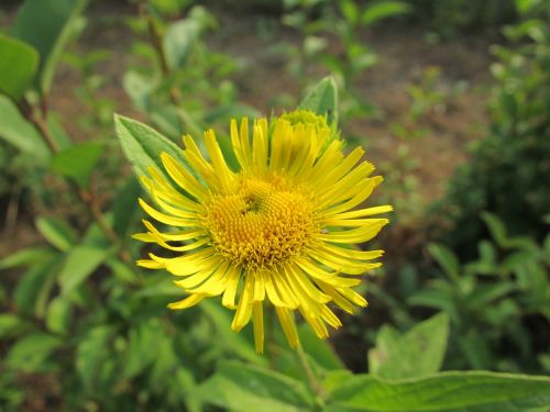 flowers yellow natural