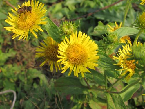 flowers yellow the scenery