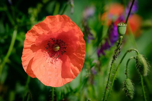 flowers field garden