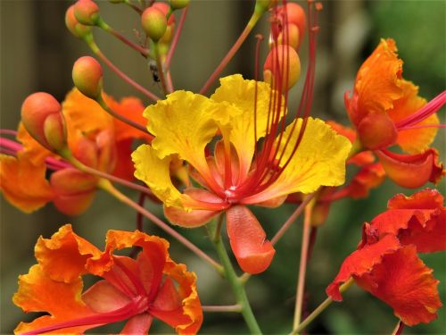 flowers orange yellow