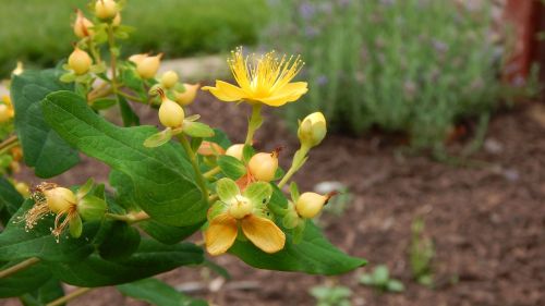 flowers nature garden