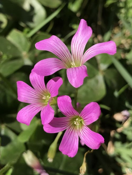 flowers garden nature