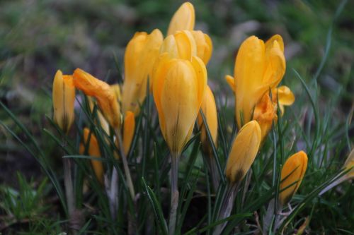 flowers yellow nature