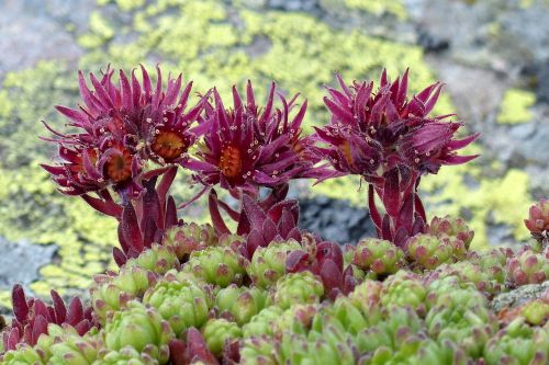 flowers alpine mountains