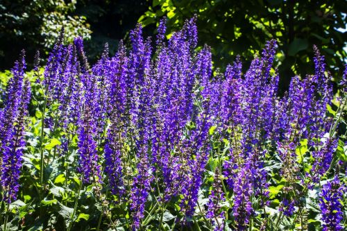 flowers lavender nature