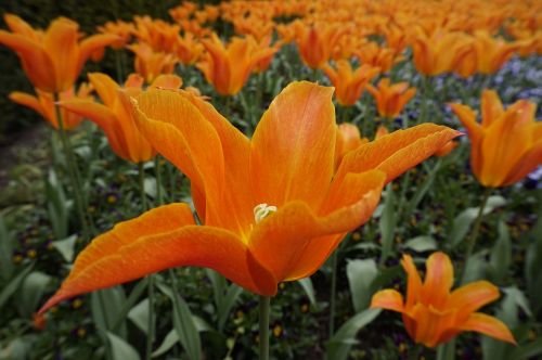 flowers plant garden