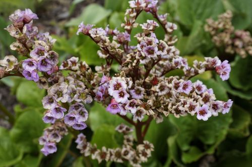 flowers plant garden