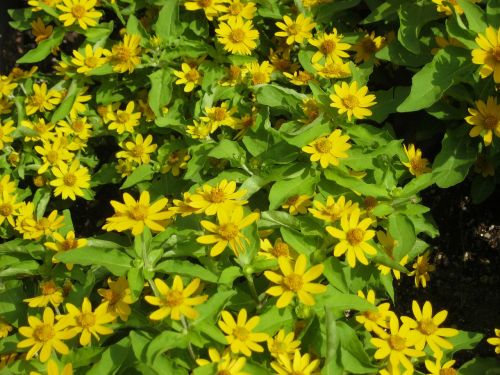 flowers yellow plants