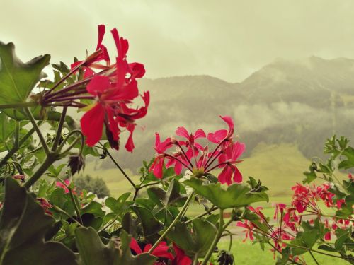 flowers alps austria