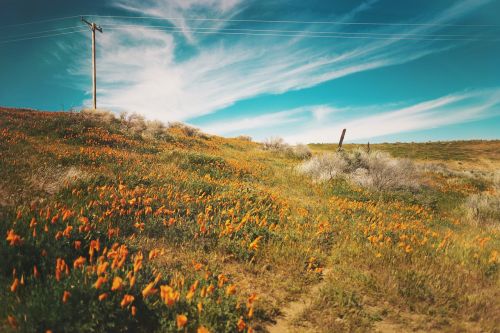 flowers field garden