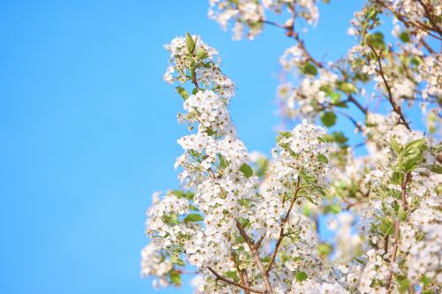 flowers blossom white