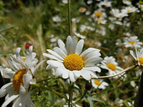 flowers daisy nature