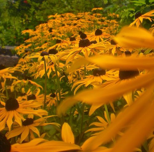 flowers garden orange summer