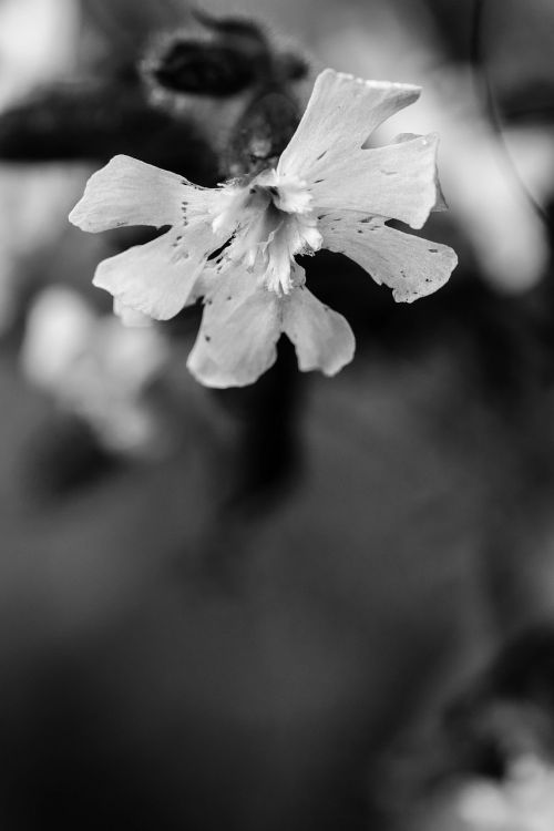 flowers wild flowers summer flowers