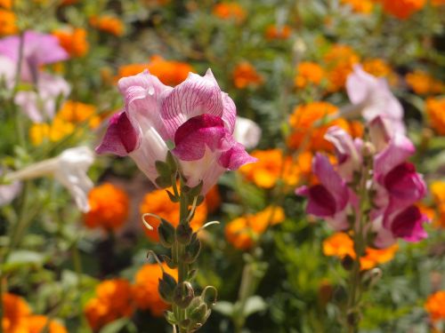 flowers flower bed snapdragons