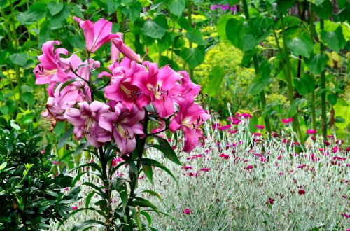 flowers garden summer