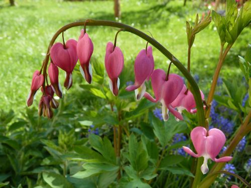 flowers bleeding heart flower arch