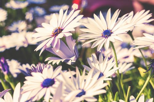 flowers nature blossoms