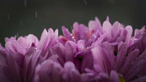 flowers nature purple
