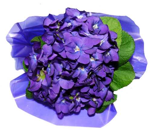 flowers violets perfume