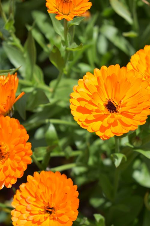 flowers orange blossom