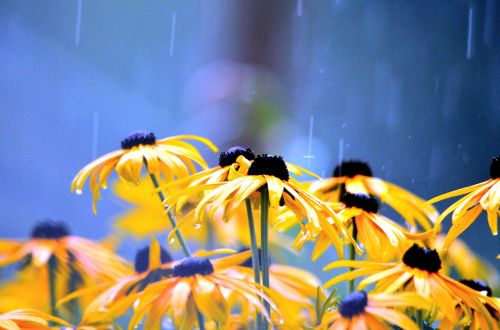 flowers rainy weather flower