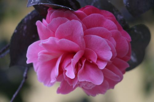 flowers pink flower nature