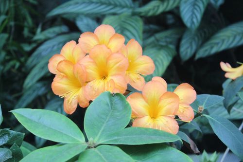 flowers orange orange flower