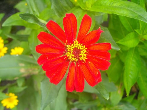 flowers red leaf