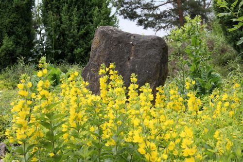 flowers stone nature