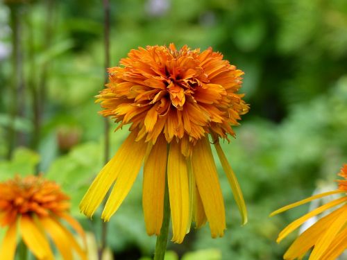 flowers orange yellow