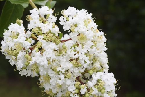 flowers floral crape myrtle