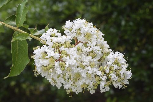 flowers floral crape myrtle