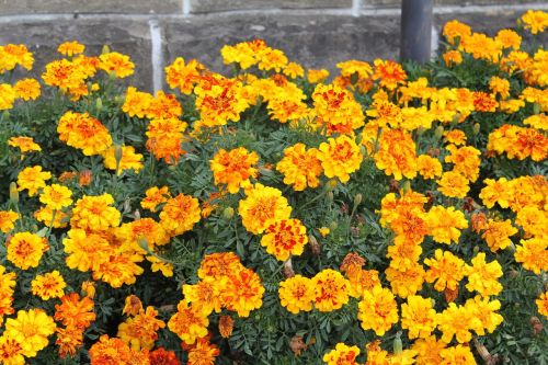 flowers garden plants