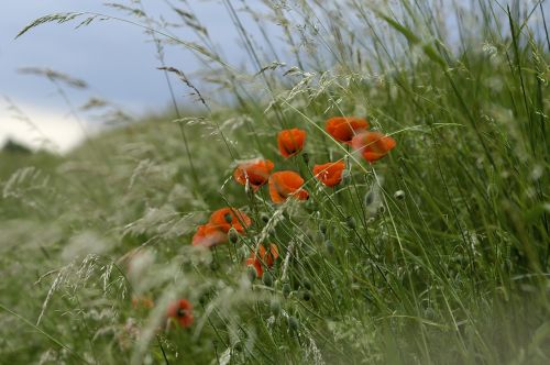 flowers klatschmohn edge of field