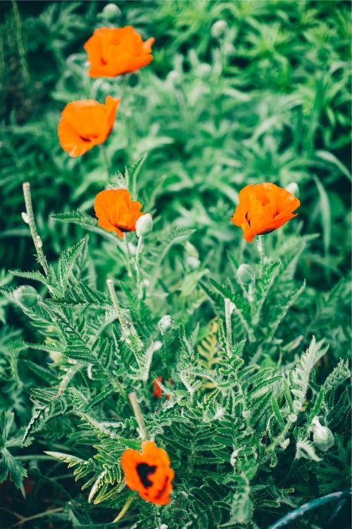 flowers green plants