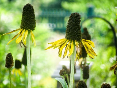 flowers plants garden