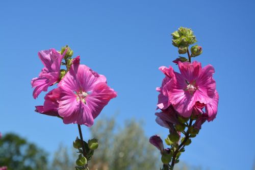 flowers roses blue sky