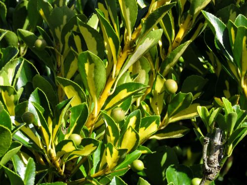 flowers buds plants