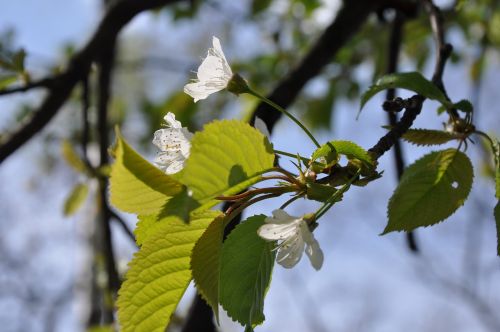 flowers tree spring